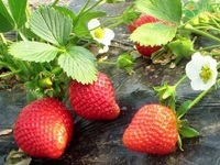 如何选购无病高产草莓苗？